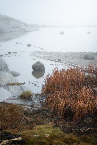 Strandkant i vinterdimma