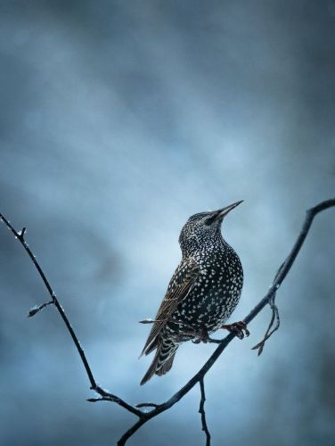Väg som leder in i bilden genom en allé mot ett ljust hus